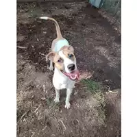 Foto dell\'animale cane - Matr. 2025/0949 - Microchip 380260170352302