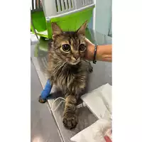 Foto dell\'animale gatto - Matr. 2025/1427 - Microchip 380260170353094