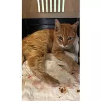Foto dell\'animale gatto - Matr. 2025/1431 - Microchip 380260170353092
