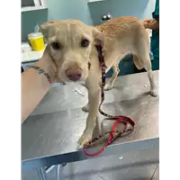 Foto dell\'animale cane - Matr. 2021/1002 - Microchip 380260044440070