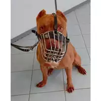 Foto dell\'animale cane - Matr. 2025/1437 - Microchip 380260170544332