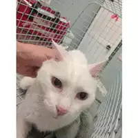 Foto dell\'animale gatto - Matr. 2025/1436 - Microchip 380260170353087