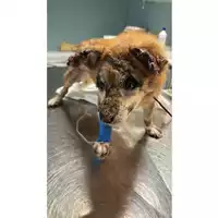 Foto dell\'animale cane - Matr. 2025/1434 - Microchip 380260170353097