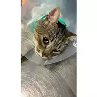 Foto dell\'animale gatto - Matr. 2025/1435 - Microchip 380260170353090