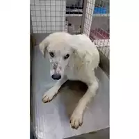 Foto dell\'animale cane - Matr. 2025/1438 - Microchip 380260170353085