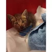 Foto dell\'animale gatto - Matr. 2025/1439 - Microchip 380260170353082