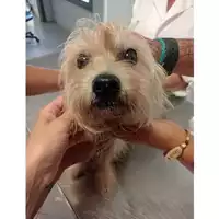 Foto dell\'animale cane - Matr. 2025/1442 - Microchip 380260170353088