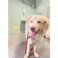 Foto dell\'animale cane - Matr. 2025/1443 - Microchip 380260170352485