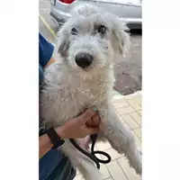 Foto dell\'animale cane - Matr. 2025/1444 - Microchip 380260170352491