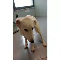 Foto dell\'animale cane - Matr. 2025/1450 - Microchip 380260170352496