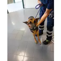 Foto dell\'animale cane - Matr. 2025/1451 - Microchip 380260160031160