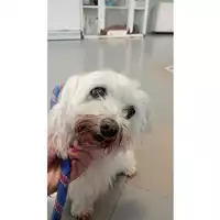 Foto dell\'animale cane - Matr. 2025/1453 - Microchip 380260000728466