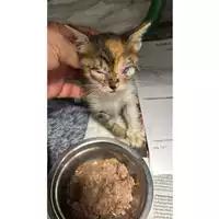 Foto dell\'animale gatto - Matr. 2025/1455 - Microchip 380260170352486