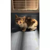 Foto dell\'animale gatto - Matr. 2025/1456 - Microchip 380260170352482
