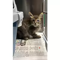 Foto dell\'animale gatto - Matr. 2025/1457 - Microchip 380260170352481