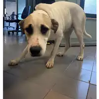 Foto dell\'animale cane - Matr. 2025/1461 - Microchip 380260170352493