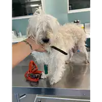 Foto dell\'animale cane - Matr. 2021/1005 - Microchip 380260044440795