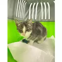 Foto dell\'animale gatto - Matr. 2025/1465 - Microchip 380260170352263