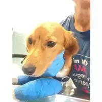 Foto dell\'animale cane - Matr. 2025/1464 - Microchip 380260170352489