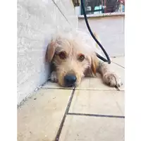Foto dell\'animale cane - Matr. 2025/1463 - Microchip 380260170352490
