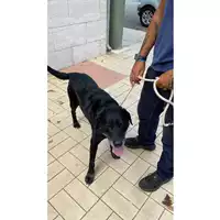 Foto dell\'animale cane - Matr. 2025/1467 - Microchip 380260102212449