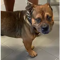 Foto dell\'animale cane - Matr. 2025/1470 - Microchip 380260042906587