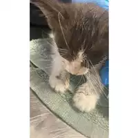 Foto dell\'animale gatto - Matr. 2025/1472 - Microchip 380260170353017