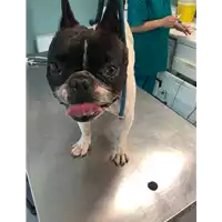 Foto dell\'animale cane - Matr. 2021/1006 - Microchip 380260044440702