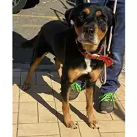 Foto dell\'animale cane - Matr. 2025/1473 - Microchip 380260004315027