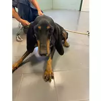 Foto dell\'animale cane - Matr. 2025/1476 - Microchip 380260170353019