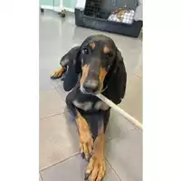 Foto dell\'animale cane - Matr. 2025/1475 - Microchip 380260170353009