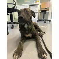 Foto dell\'animale cane - Matr. 2025/1482 - Microchip 380260170352275