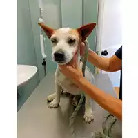 Foto dell\'animale cane - Matr. 2025/1483 - Microchip 380260170352262