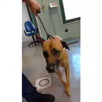 Foto dell\'animale cane - Matr. 2025/1490 - Microchip 380260170352080