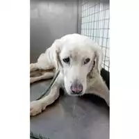 Foto dell\'animale cane - Matr. 2025/1493 - Microchip 380260040986979