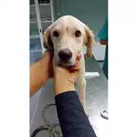 Foto dell\'animale cane - Matr. 2025/1494 - Microchip 380260170352096