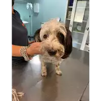 Foto dell\'animale cane - Matr. 2021/1010 - Microchip 380260042715202