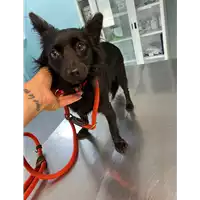 Foto dell\'animale cane - Matr. 2021/1011 - Microchip 380260101826239