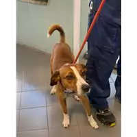 Foto dell\'animale cane - Matr. 2020/1020 - Microchip 380260042779047