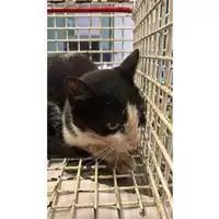 Foto dell\'animale gatto - Matr. 2025/1541 - Microchip 380260170353266