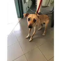 Foto dell\'animale cane - Matr. 2021/1009 - Microchip 380260044440206