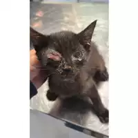 Foto dell\'animale gatto - Matr. 2025/1531 - Microchip 380260170353272