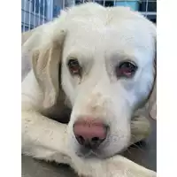 Foto dell\'animale cane - Matr. 2025/1545 - Microchip 380260170353269
