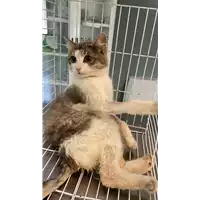 Foto dell\'animale gatto - Matr. 2021/1014 - Microchip 380260044437669