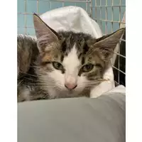Foto dell\'animale gatto - Matr. 2025/1561 - Microchip 380260170353161