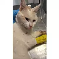 Foto dell\'animale gatto - Matr. 2025/1562 - Microchip 380260170353169