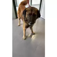 Foto dell\'animale cane - Matr. 2025/1563 - Microchip 380260170353168