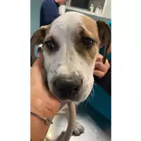 Foto dell\'animale cane - Matr. 2025/1570 - Microchip 380260170353176