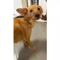 Foto dell\'animale cane - Matr. 2025/1573 - Microchip 380260170353179
