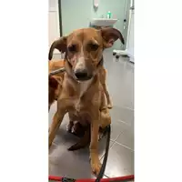 Foto dell\'animale cane - Matr. 2025/1574 - Microchip 380260170353173